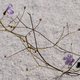 Illustration for article titled This carnivorous plant traps and digests its prey underground